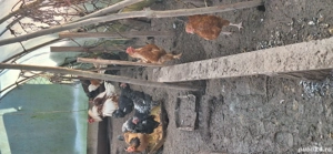 Vând cocoși de casă - imagine 5