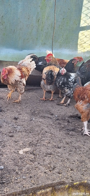 Vând cocoși de casă - imagine 3