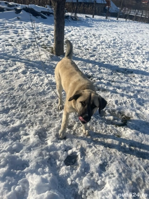 catel kangla de vanzare  - imagine 4