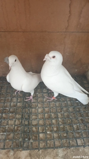 Ocazie! Vand pereche voiajori albi sport sanatosi, deosebiti, TOP! - imagine 2