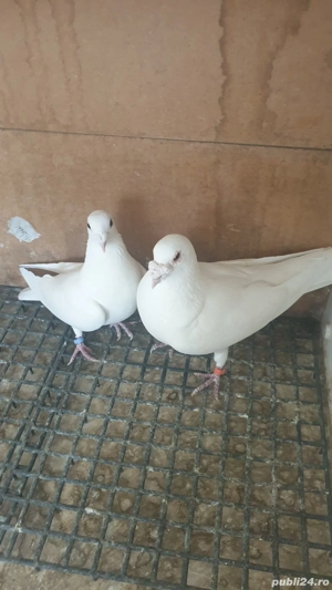 Ocazie! Vand pereche voiajori albi sport sanatosi, deosebiti, TOP!