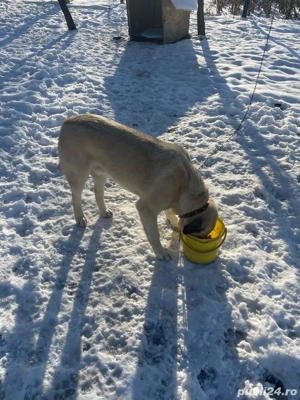 catel kangla de vanzare  - imagine 2