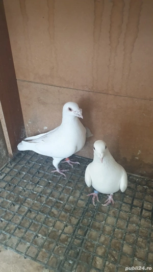 Ocazie! Vand pereche voiajori albi sport sanatosi, deosebiti, TOP! - imagine 3