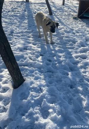 catel kangla de vanzare  - imagine 3