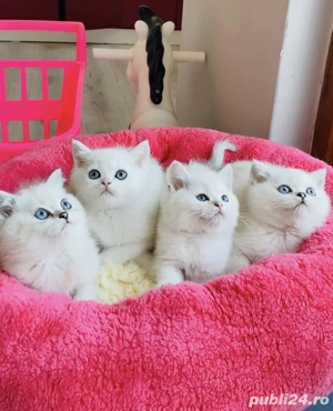 British shorthair puiuți