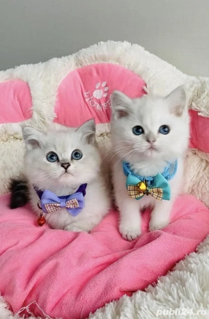 British shorhair băieței și fetițe 