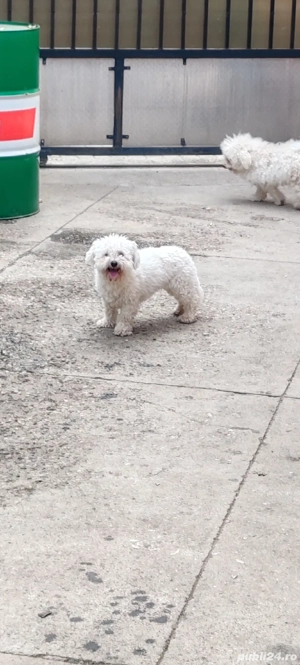 Vînd bichon frise - imagine 2