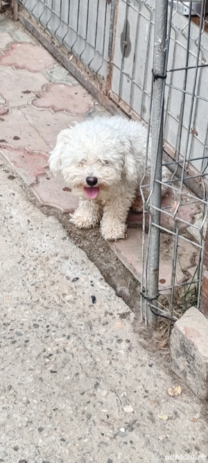 Vînd bichon frise - imagine 3