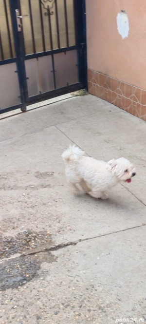 Vînd bichon frise