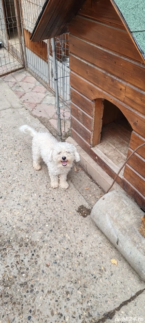 Vînd bichon frise - imagine 5