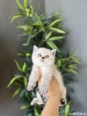 British shorthair pui superbi 