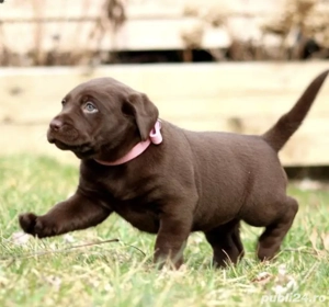 Fetita labrador retriever  - imagine 2