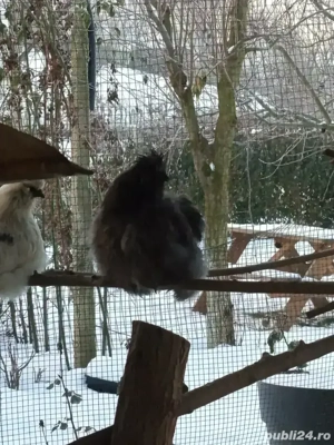 Cocosi matase japoneza  - imagine 3