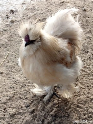 Cocosi matase japoneza  - imagine 2