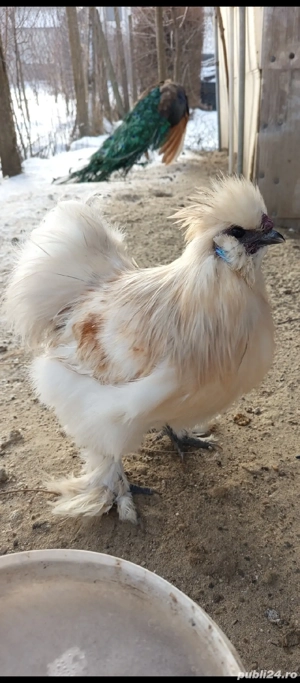 Cocosi matase japoneza  - imagine 4