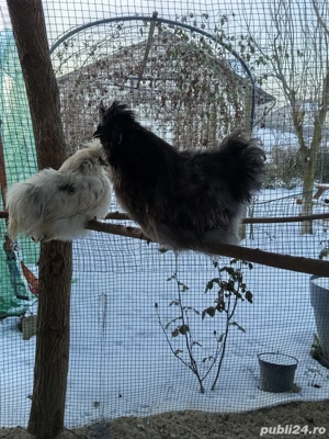 Cocosi matase japoneza 