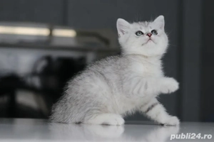 British shorthair puisori