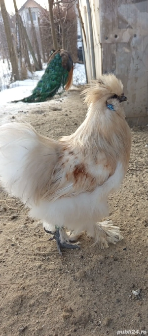 Cocosi matase japoneza  - imagine 5