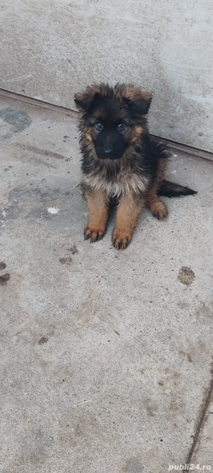 ciobanesc german cu păr lung - imagine 5