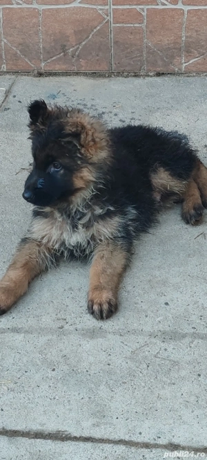 ciobanesc german cu păr lung - imagine 3