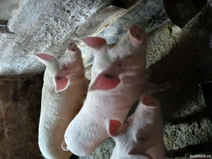 Vînd porci - imagine 3