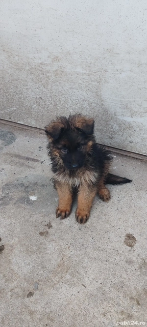 ciobanesc german cu păr lung - imagine 4