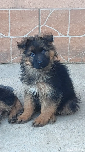 ciobanesc german cu păr lung