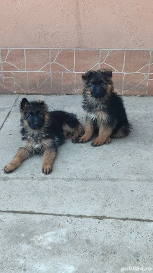 ciobanesc german cu păr lung - imagine 2