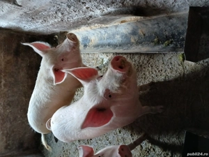 Vînd porci - imagine 2