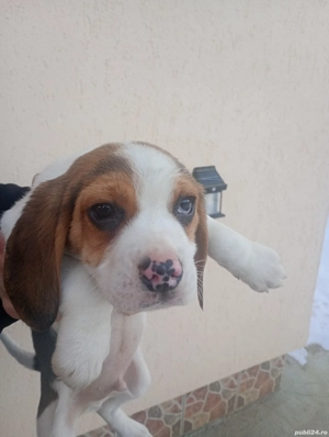 Mascul beagle  - imagine 3