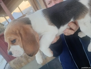 Mascul beagle  - imagine 2
