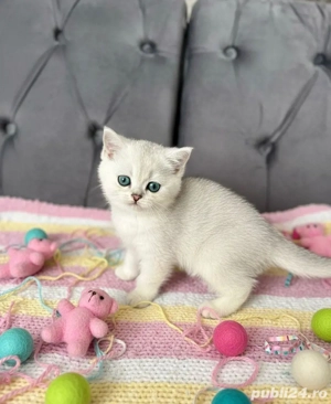 British shorthair puiuți 