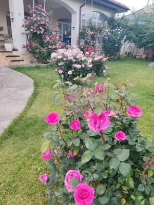 Vila superba in stil mediteranean Saftica- Corbeanca-  COMISION 0. - imagine 4