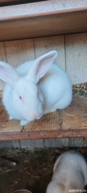 iepuri albi linie adusa din Germania 