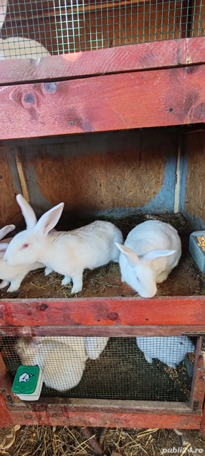 iepuri albi linie adusa din Germania  - imagine 5