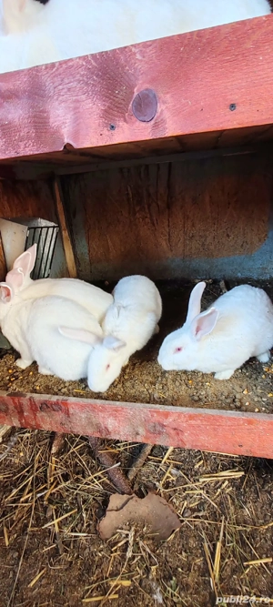 iepuri albi linie adusa din Germania  - imagine 2