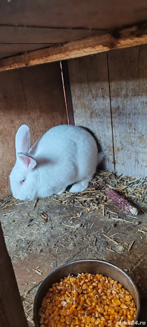 iepuri albi linie adusa din Germania  - imagine 4