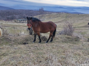 Iapa de vanzare - imagine 3