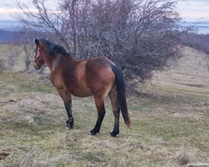 Iapa de vanzare - imagine 4