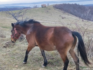 Iapa de vanzare - imagine 2