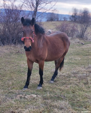 Iapa de vanzare - imagine 5