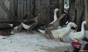 Vând 6 gâște mature.