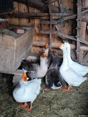 Vând 6 gâște mature. - imagine 2