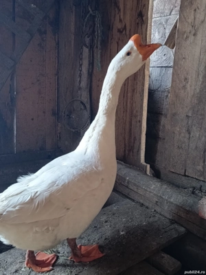 Vând 6 gâște mature. - imagine 3