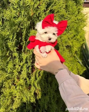 Puiuți de bichon maltez mini toy fete și băieți  - imagine 2