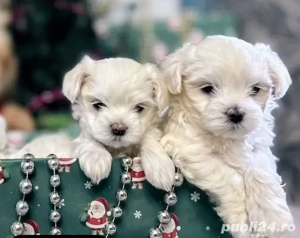 Bichoni maltezi mini toy 