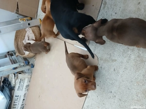 Căței tekel de vânzare.