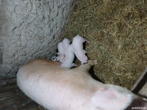 vînd scrafă cu purcei