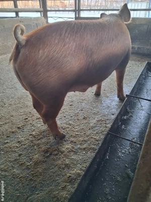 de vânzare 1 masculi 120 kg rasă duroc ofer transport 