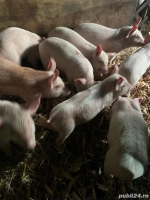 vand purcei 7 saptamani - imagine 2